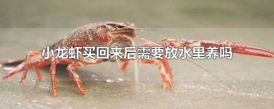 ​大龙虾买回来怎么养 买回的龙虾养到第二天要加水吗