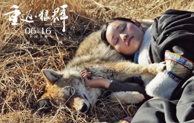 ​它曾被人深爱，又遭人类放逐，一匹叫格林的草原狼的传奇半生