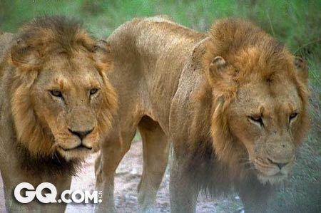 史上最凶残的十大杀人猛兽