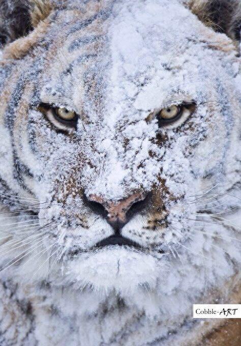 史上最凶残的十大杀人猛兽