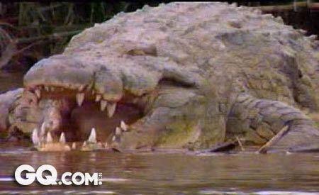 史上最凶残的十大杀人猛兽