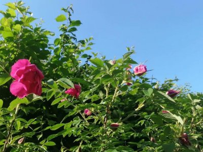 ​玫瑰花开的季节，为什么盆栽的玫瑰却没有开花？应该是这些没做好