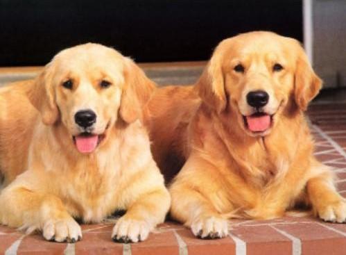 狗狗智商大排名，你认为谁是第一？