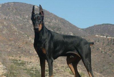 狗狗智商大排名，你认为谁是第一？