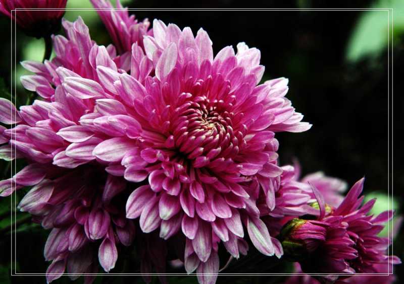 扎西德勒不能随便说(扎西德勒不能随便说，了解其文化背景和社会意义)