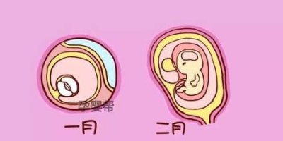 ​怀孕两个月的特征(怀孕两个月有什么反应)