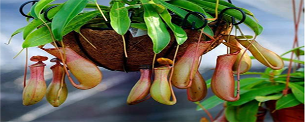 猪笼草的养殖方法和注意事项（养猪笼草的方法）