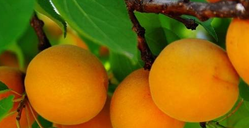 北戴河杏梅是不是黄桃,黄桃里面含有哪些维生素图5