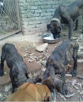 骄傲又有气势的世界十大猛犬之一——土佐犬。