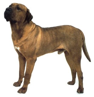 骄傲又有气势的世界十大猛犬之一——土佐犬。