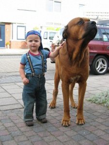 ​骄傲又有气势的世界十大猛犬之一——土佐犬。