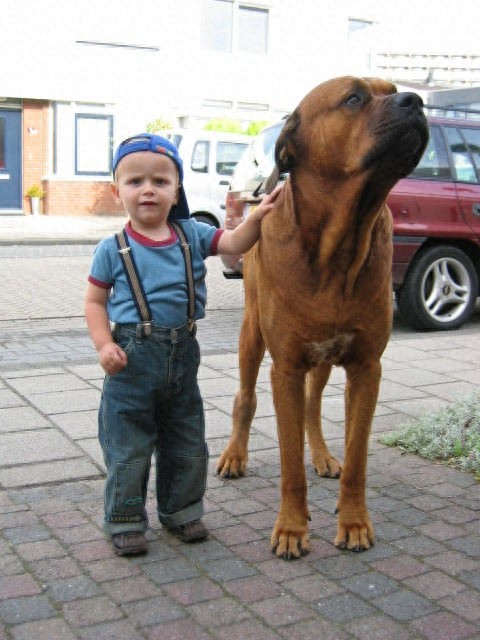 骄傲又有气势的世界十大猛犬之一——土佐犬。