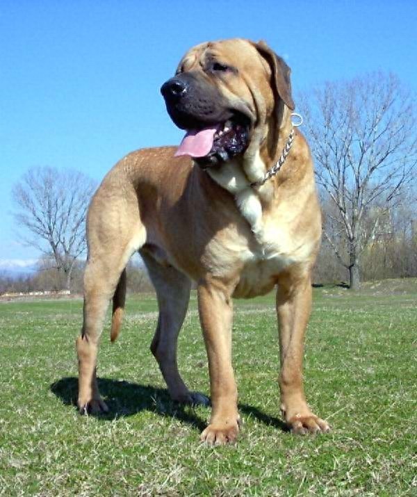 骄傲又有气势的世界十大猛犬之一——土佐犬。