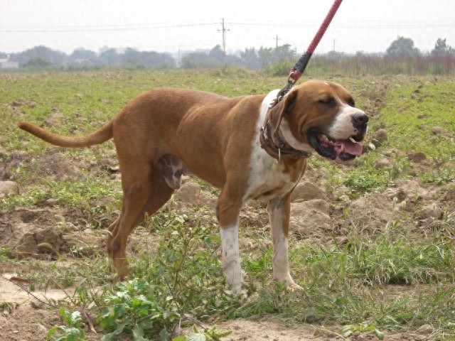 骄傲又有气势的世界十大猛犬之一——土佐犬。