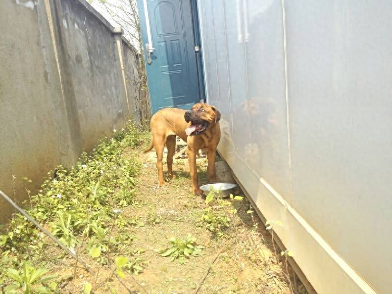 骄傲又有气势的世界十大猛犬之一——土佐犬。