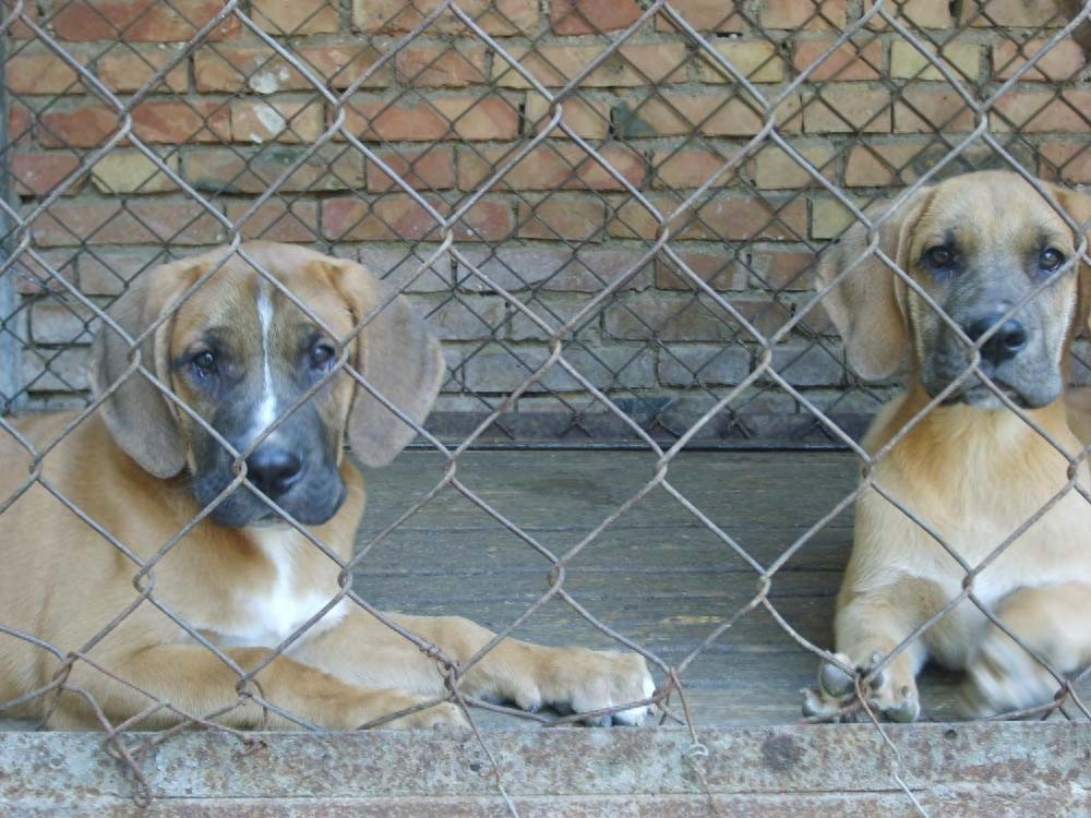 骄傲又有气势的世界十大猛犬之一——土佐犬。