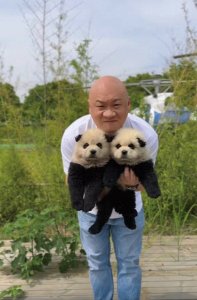 ​对话泰州动物园网红“熊猫犬”打造者：初衷并非冒充熊猫，有国外客户想购买